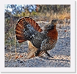koppelo Capercaillie 7931 * 931 x 887 * (1.1MB)